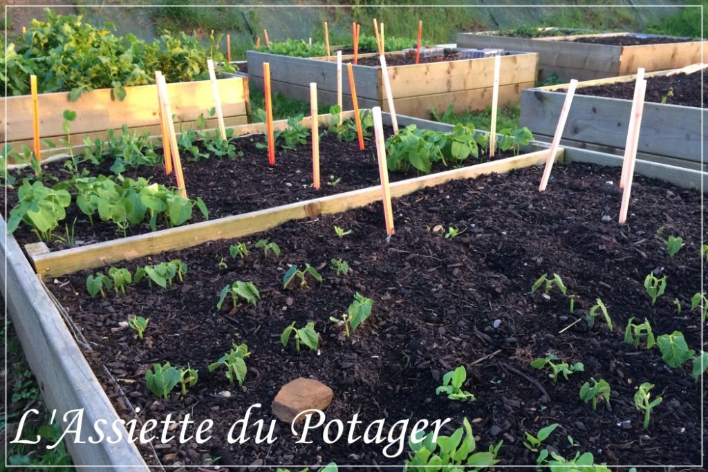 Le Potager - Pousses de haricots