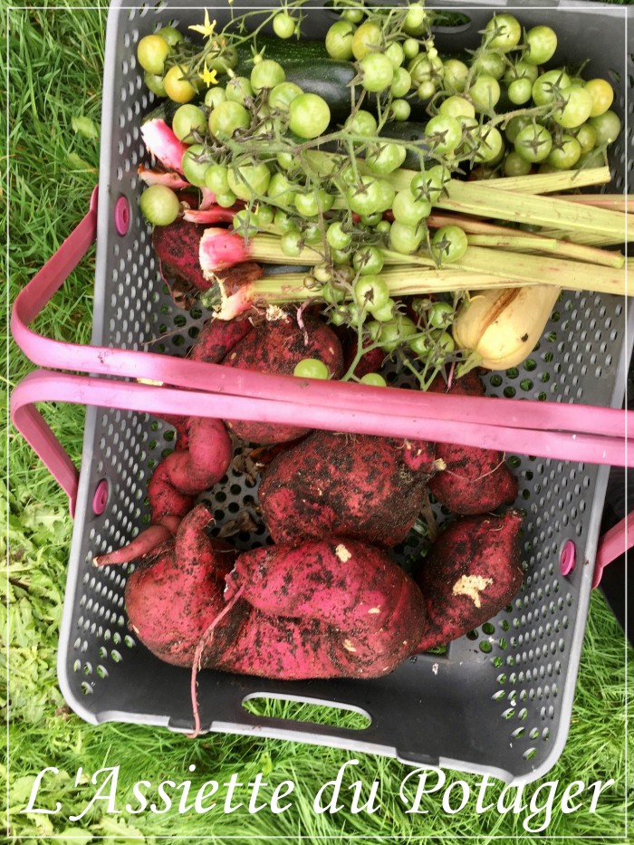 Récolte du Potager